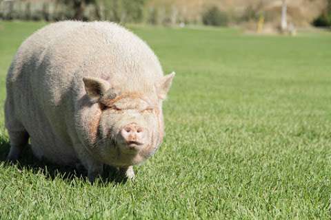 Eco Turf Farms